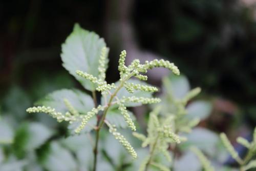 20160507 アスチルベ(白) 2.jpg