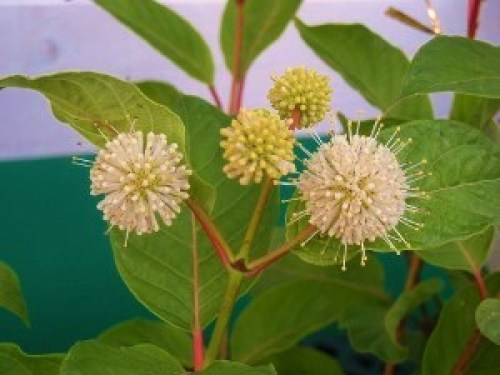 DSCN8990 (300x225).jpg