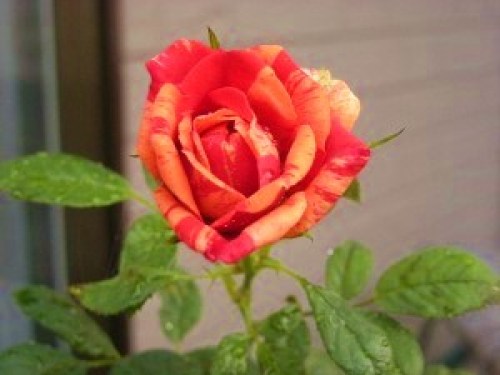 DSCN2920 (300x225).jpg