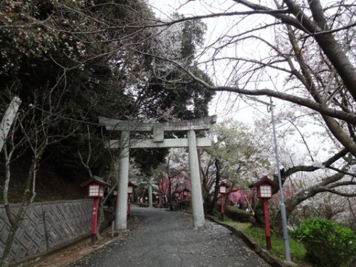 2.2016年桜 宮地嶽神社 (10).JPG