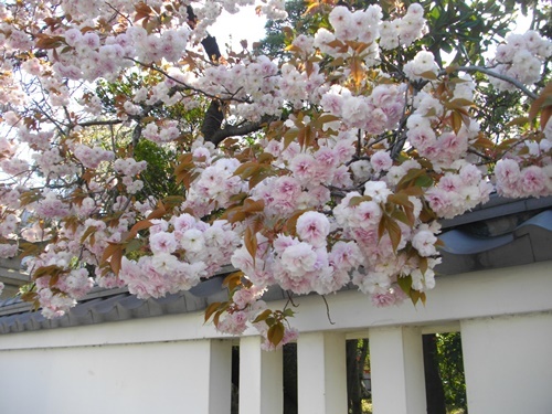 千葉神社桜.JPG
