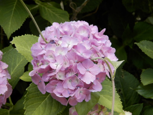 ２０１４紫陽花04.JPG