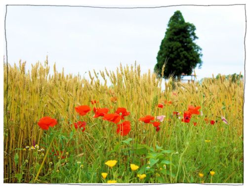 メナード青山リゾート　ラベンダー　ハーブガーデン