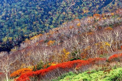 1996sep22黒岳047-1.jpg