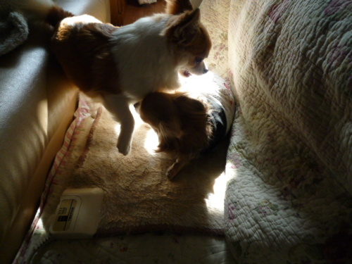 なぽりとアルザス 006.JPG