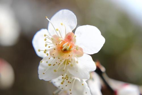 20160228 梅　白.jpg