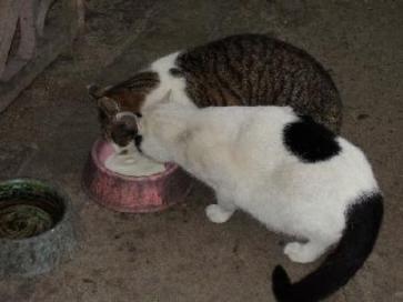 外猫