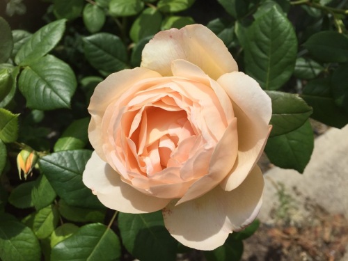 2016-05-05 12.27.41.jpg