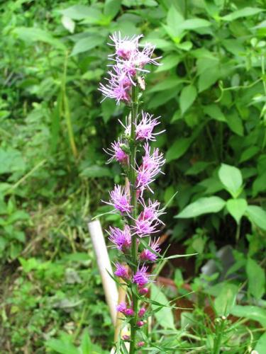 20140802 リアトリス.jpg