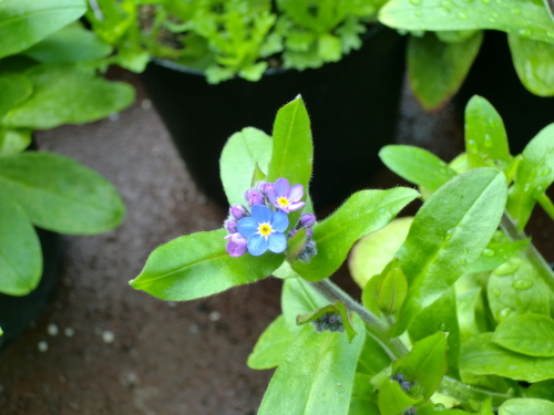 植物園2013-2-1.JPG