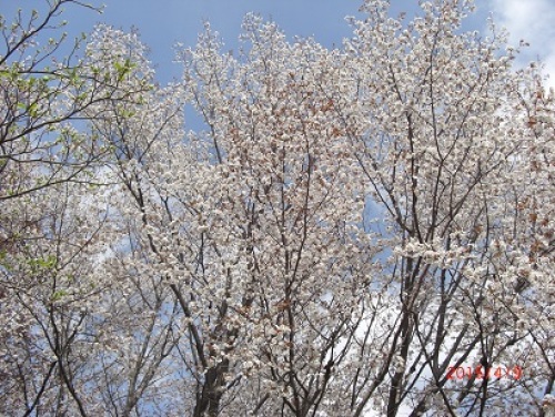 武蔵野公園山桜.jpg