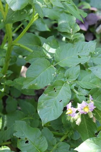 20150505 ジャガイモ3.jpg