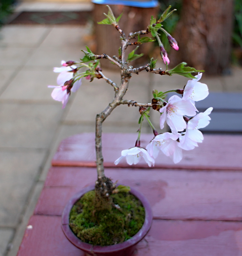 啓翁桜 バラと可愛い花たち 楽天ブログ