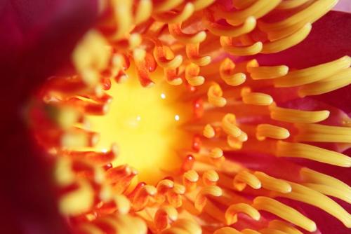 20160512 スイレン.jpg