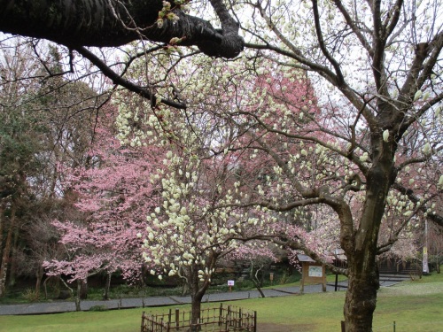 鹽竈神社の桜