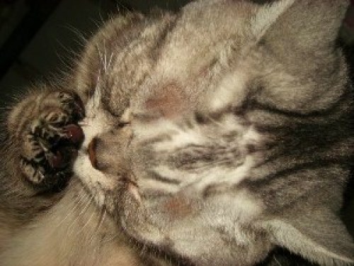 DSCN5039 (300x225).jpg