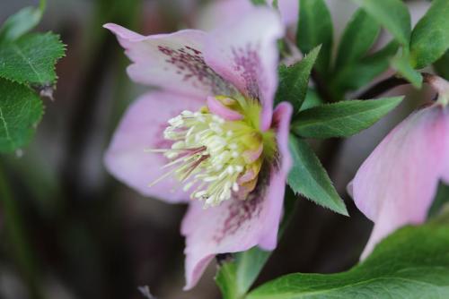 20170312 クリスマスローズ 4.jpg