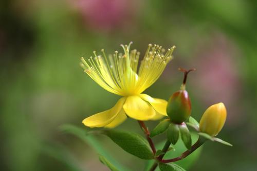 20170611 ビヨウヤナギ.jpg