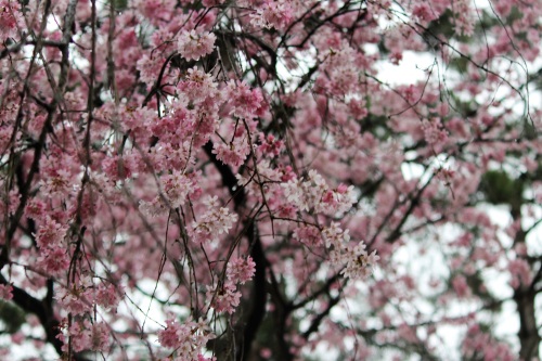 2016.4.01　京都御苑の桜花見 055 - コピー.JPG