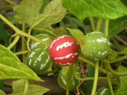 DSCN2943 (300x225).jpg