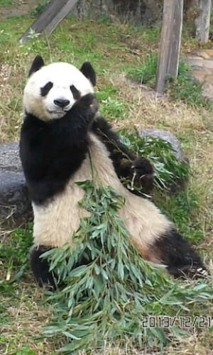 神戸市立王子動物園・パンダ.jpg