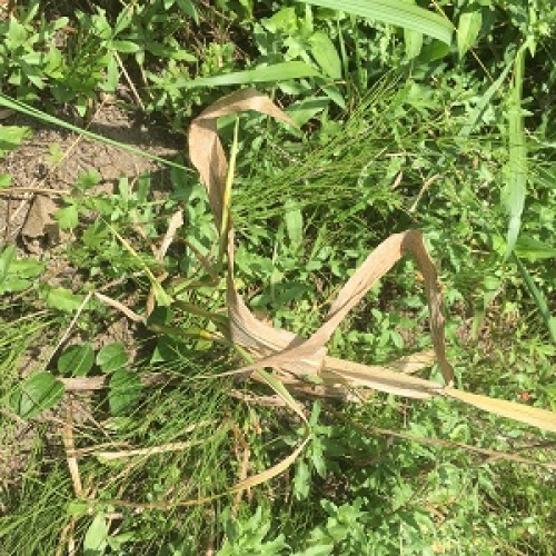 レインボーコーンとモチットコーン。~自然農園~ 「アトム おやじ」 の自然農園 楽天ブログ