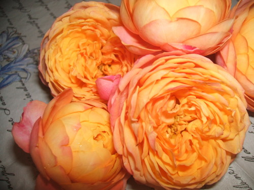DSCF3825.JPG