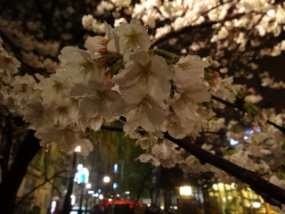 19高知の桜.jpg
