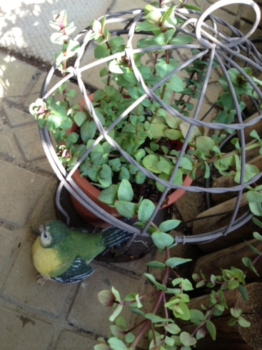 diary20130308-3oregano.JPG