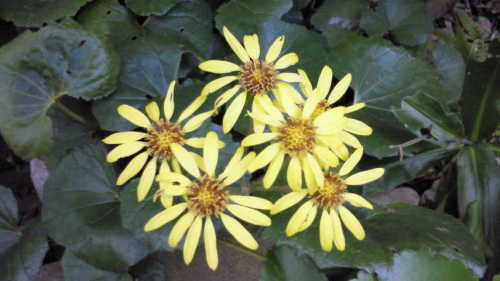 NEC_0203.jpg