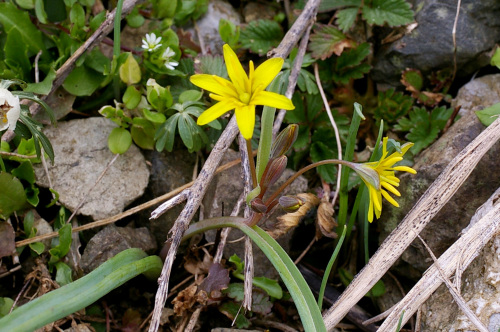 キバナノアマナ