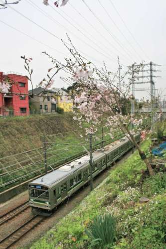 Tokyu 1000 Series with cherry blossoms above cut