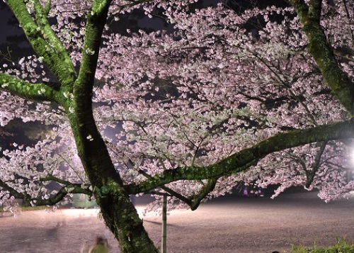 ２０１５夜桜１.jpg