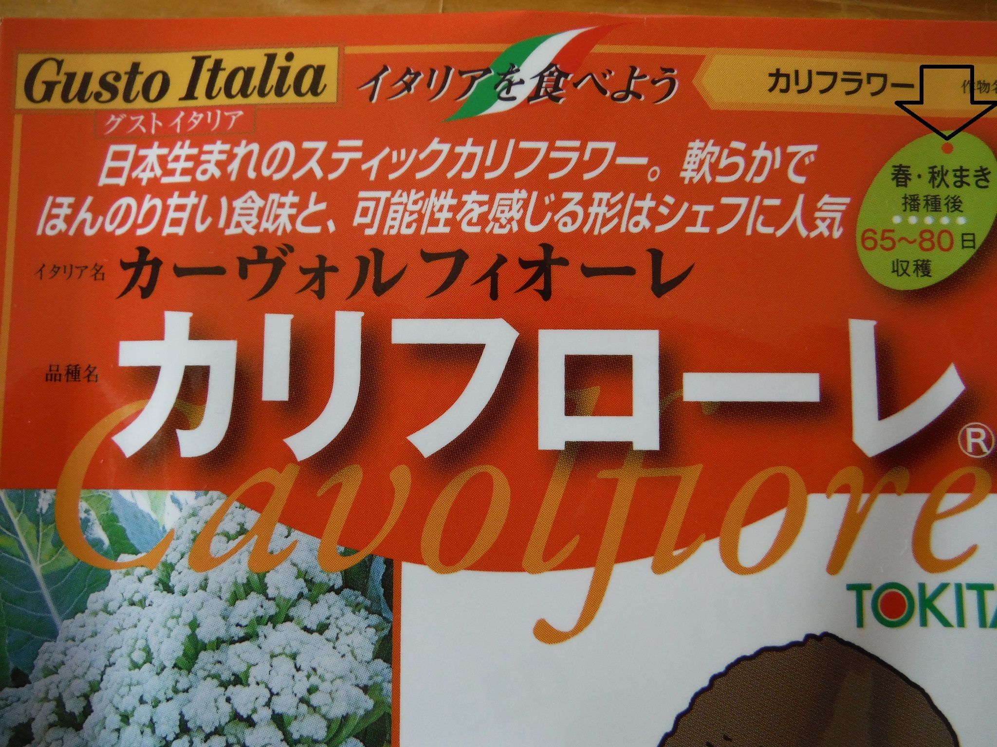 カリフローレ 芽出し開始 菊芋エリアの葦の根処分 アラ古希夫婦の菜園生活 楽天ブログ