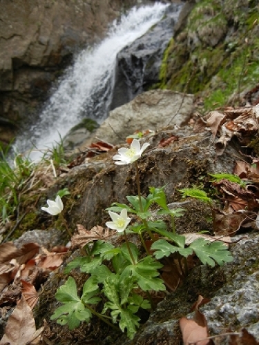 20140429丁子滝.jpg