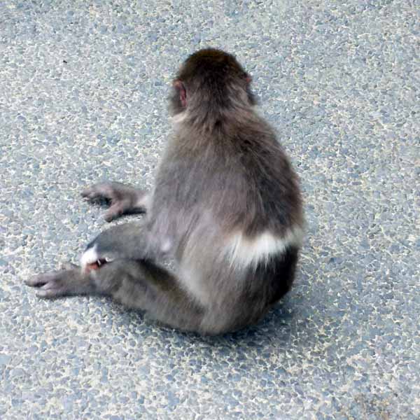 3ページ目の 高崎山 旅行 お出かけ 健康法師のレシピと たまに徒然草 楽天ブログ