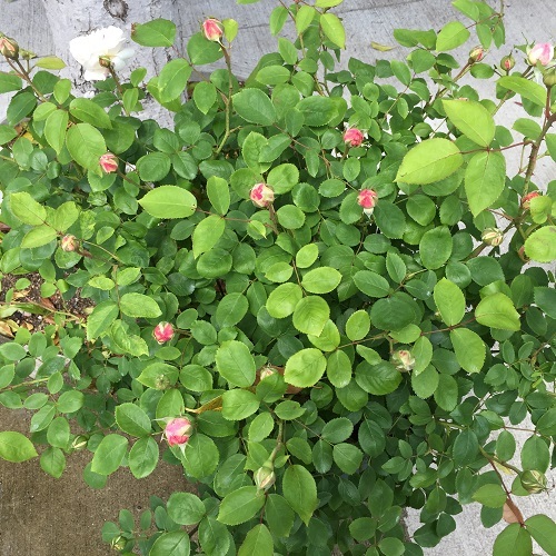 2016-04-26 13.21.23.jpg