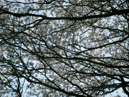 満開なのだ (3).JPG