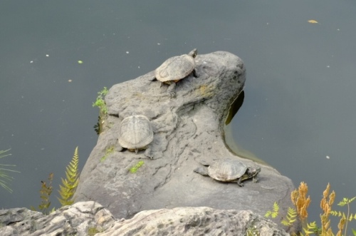 TURTLES 22.Apr.2017 KIYOSUMI.jpg