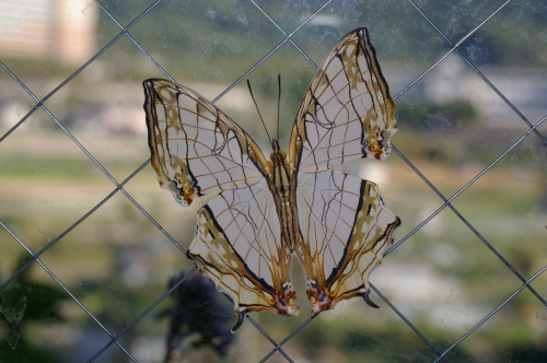 イシガケチョウ