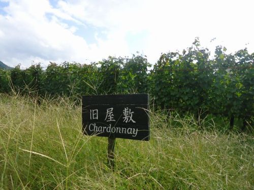 C:\fakepath\丸藤14.JPG