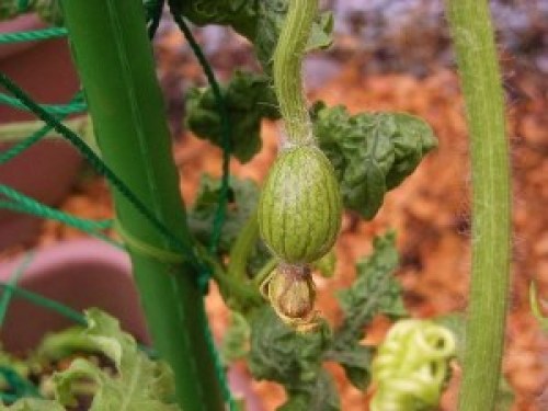 DSCN9079 (300x225).jpg