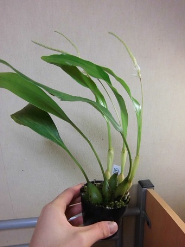 Dendrochilum glumaceum.jpg