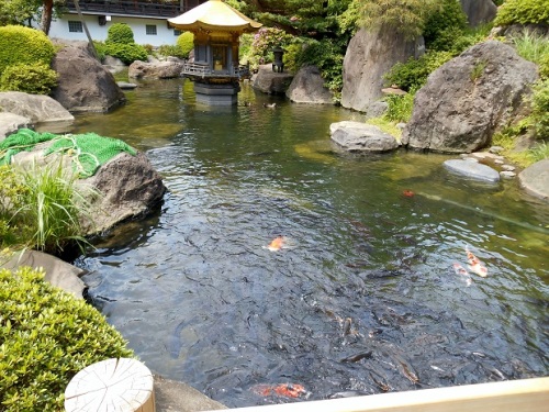 東京大仏の池