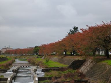 20121112河川敷の桜並木1.jpg