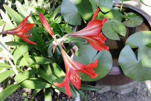 20160521 アマリリス 赤 2.jpg