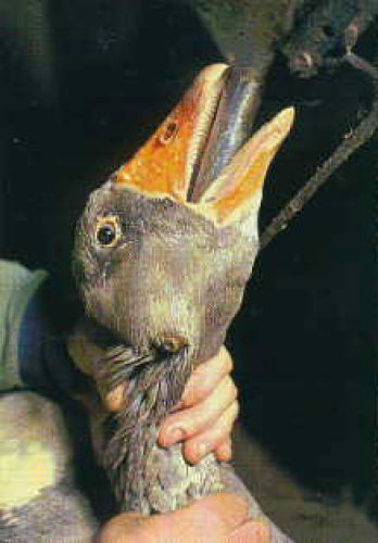 32370803_633071385_149large.jpg