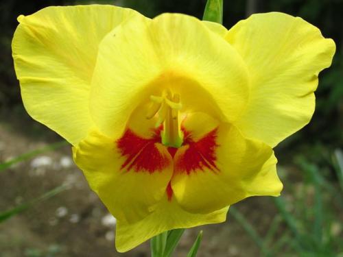 20140802 グラジオラス2.jpg