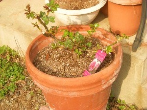 DSCN7375 (300x225).jpg