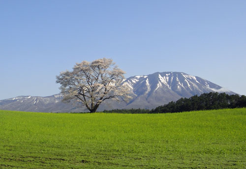 一本桜1.jpg